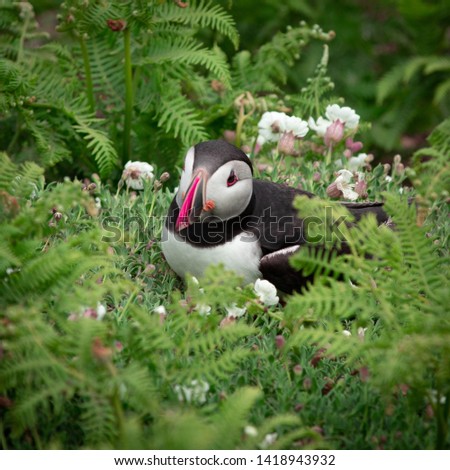 Very cute picture of a puffin bird, captured during a wildlife day shoot on Skomer Island in Wales.