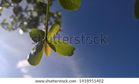 under the beautiful green leaf on the sky