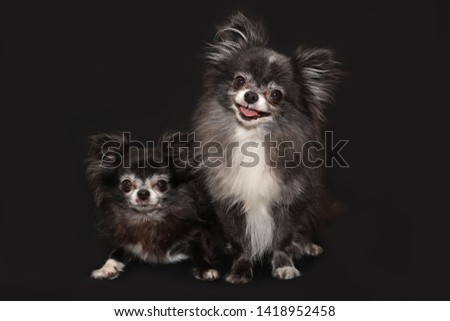 A happy picture of 2 black and white chihuahuas- a mother and a son- posing on a dark background with a smile. Dog photography.