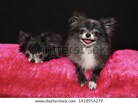 A picture of two  small chihuahua dogs, a mother and son, where one looks happy and the other looks sad. Taken on a pink sofa at the black background.