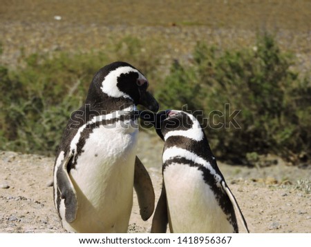 Magellanic penguins in the beach