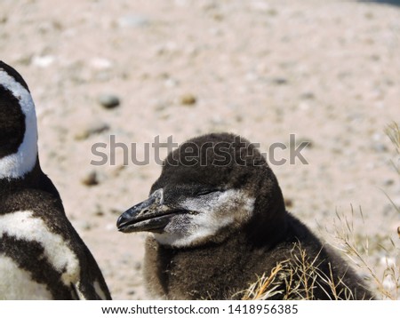 Magellanic penguins in the beach