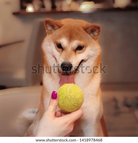 A picture of a shiba inu male dog staring at the yellow tennis ball held by the owner in front of him. 