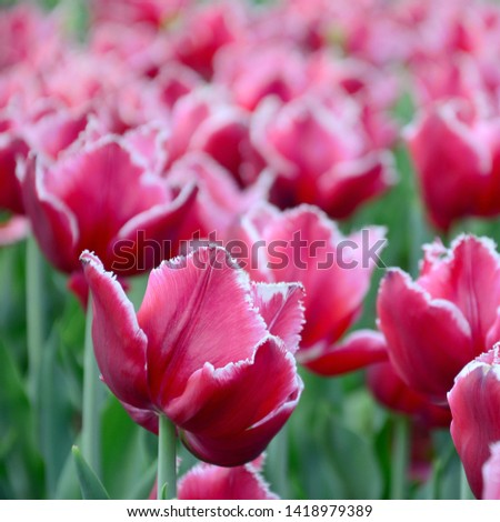 Picture of beautiful tulips on shallow deep of field close up