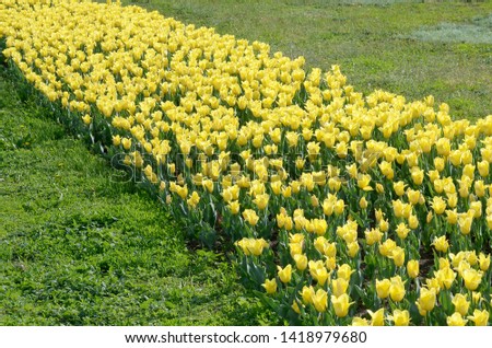 Bright colorful yellow tulip blossoms in spring time