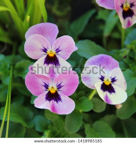 Bundle of colorful pansy flowers isolated on white 