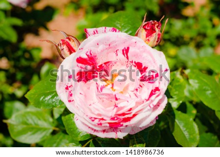 Roses in the garden, in Japan.