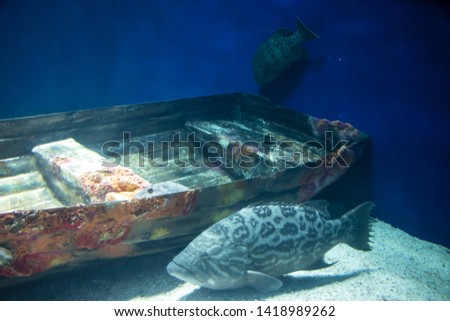 Fish is swimming by the boat under water  in aquarium.