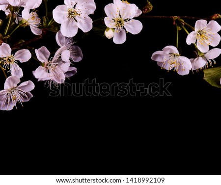 Pink cherry blossoms isolated on black background