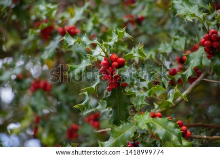 Green and red Ilex branch, traditional christmas decor, red berries on a twig, festive background 