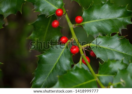 Green and red Ilex branch, traditional christmas decor, red berries on a twig, festive background 