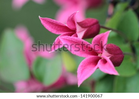 "Princess Diana" of the clematis Royalty-Free Stock Photo #141900067