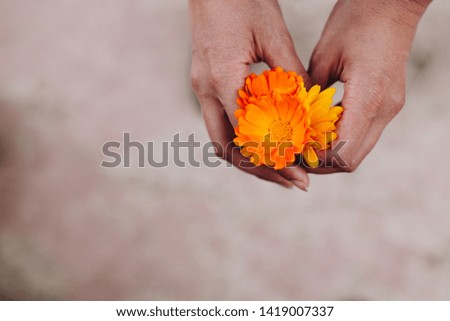 Yellow and orange flowers of medicinal calendula officinalis in the hands of a woman