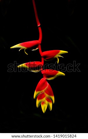 A tropical plant named Hanging Lobster Claw (Heliconia rostrata) hangs downwards in striking contrast against a black background.Inflorescence and backlit - Image