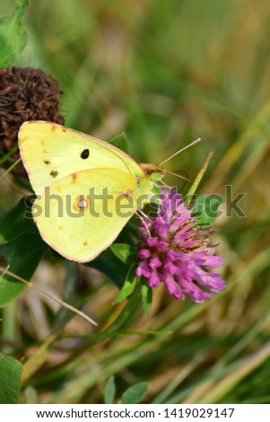Close-up of a yellow male Colias erate butterfly on a pink clover among the grass in a meadow in the foothills of the North Caucasus                              