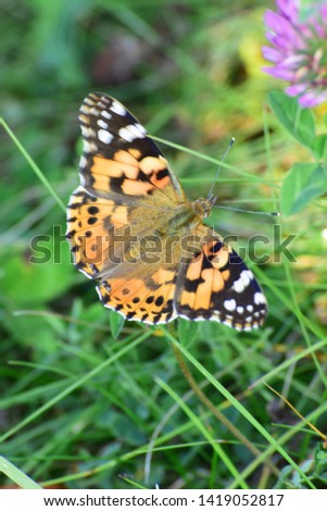 Macro of a Vanessa cardui burdock butterfly sitting in green grass on a lawn in the foothills of the North Caucasus                               