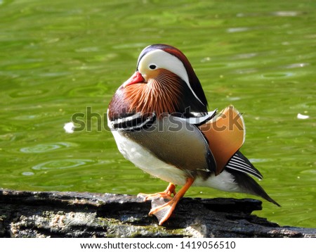 Mandarin duck (Aix galericulata) posing