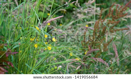 Wild flower hedgerow in spring/early summer, south west UK