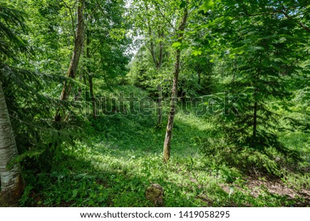 green countryside scenery with green meadows and trees in summer heat