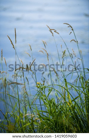 green grass pattern with blur background. summer texture in nature