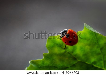 Ladybird on the edge of a green leaf