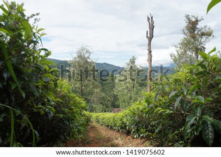 Plantation green tea leaves in the mountains on the southern tropical slope in the summer.