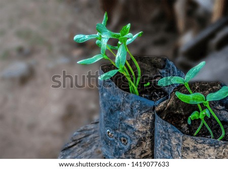 The sapling that grows in nursery bags shows light green leaves at the top of the stalks and cotyledons close to natural sunlight.