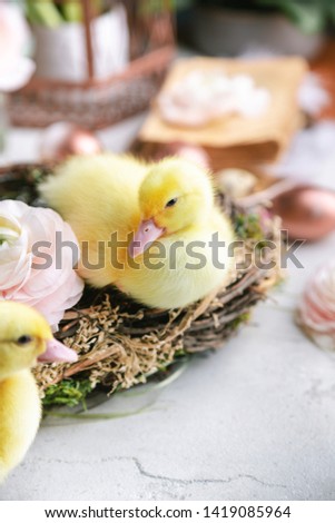 Two cute ducklings sit in the nest, in the flower decorations of the Easter holiday