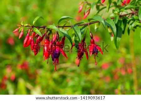 Fuchsia blooming cute red flowers, a branch of Fuchsia regia. Red flowers with a purple center and long stamens. Beautiful inflorescence fuktsiya blooms bright colors. Horizontal photo close up