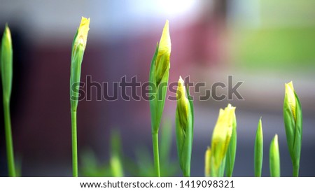 buds of yellow tulips on a headband