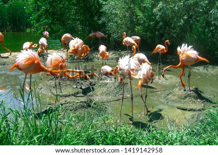 Pink flamingos standing in the water with reflections. Group of flamingo photo with colorful tonal correction