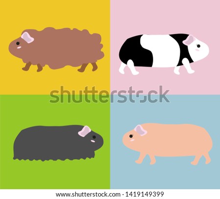 Guinea pig vector illustration - Kuwaii animal, isolated in colored squares 