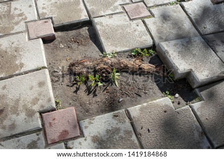 Metaphorical power of Nature. Strong root of a tree broke out from the paving slabs. Young green sprouts and leaves grow on the thick root. Sidewalk gap with a soil. Day shot. Sunny weather after rain