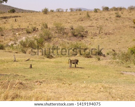 Baboon group in the masai mara