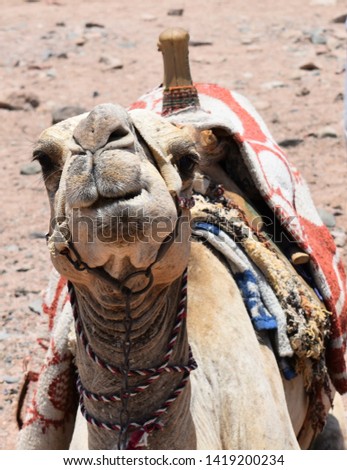 This camel was angry when i pictured him 