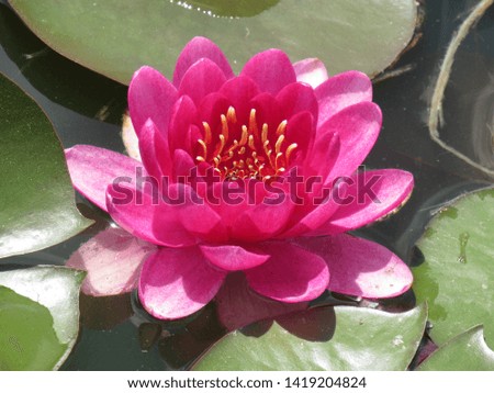 water lily in pond early summer bloom