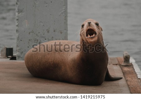 Sea lion on the dock in the marina