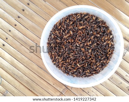 The adult stage of termites in containers, local food in Thailand.