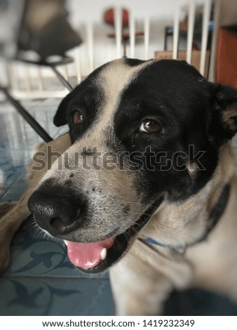 The big pet dog has black and white hair, clear eyes sitting in the house with a pink tongue