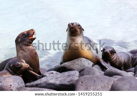 Galapagos sea lions lying on rocks at Suarez Point, Espanola Island, Galapagos National park, Ecuador. These sea lions exclusively breed in the Galapagos. Royalty-Free Stock Photo #1419255251