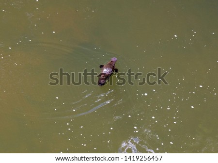 platypus at Eungella Queensland in nature