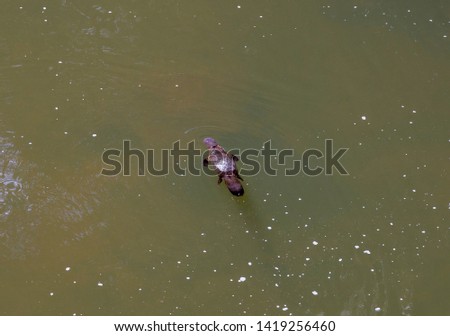 platypus at Eungella Queensland in nature