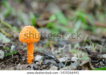 Close-up pictures of colorful and mature orange mushrooms in tropical forests Bokeh background
