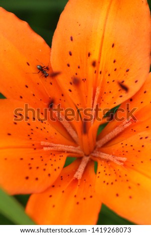 Macro Shots of Tiger Lillies in bloom