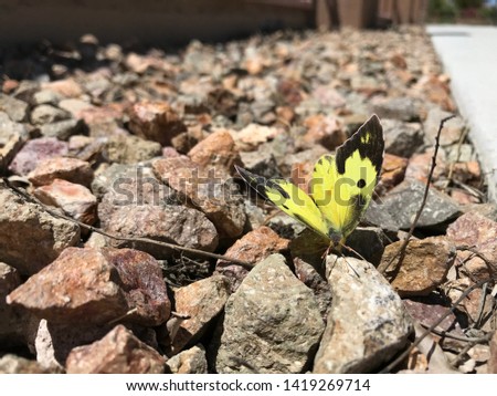 Southern Dogface Butterfly on rocks Royalty-Free Stock Photo #1419269714