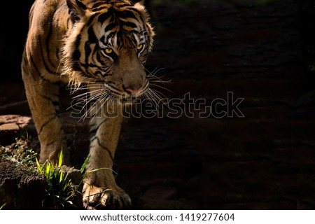 Sumatran tiger spotted near field of Sumatra Royalty-Free Stock Photo #1419277604