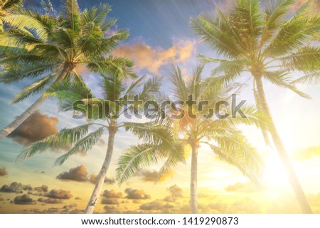 Coconut tree with sun light on sunset sky and cloud abstract background. Summer vacation and nature travel adventure concept.