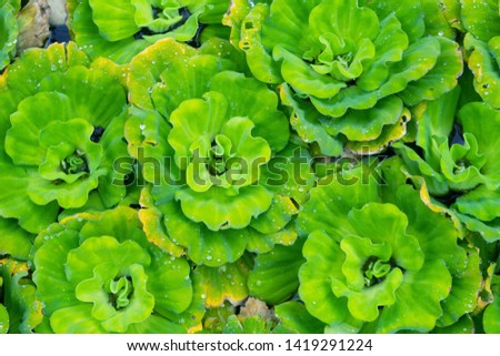 Natural green plants landscape using as a background or wallpaper. Closeup nature view of green leaf on blurred greenery background. 