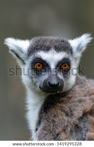 Ring-tailed lemur, lemur catta, sitting on tree close up
