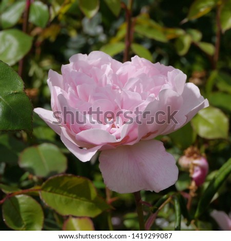 Flowering Pink English Rosa Wisley Rose Bush